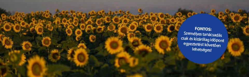 Sonnenblume Hinweis © BB