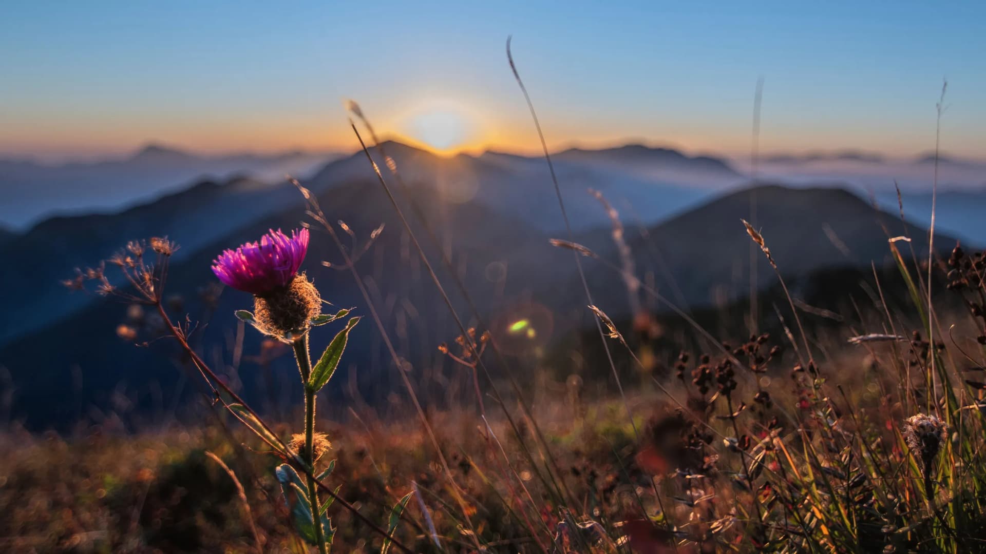 Blick auf die Kärnter Berge bei Sonnenaufgang, im linken Bereich des Bildes sieht man eine violette Blumen