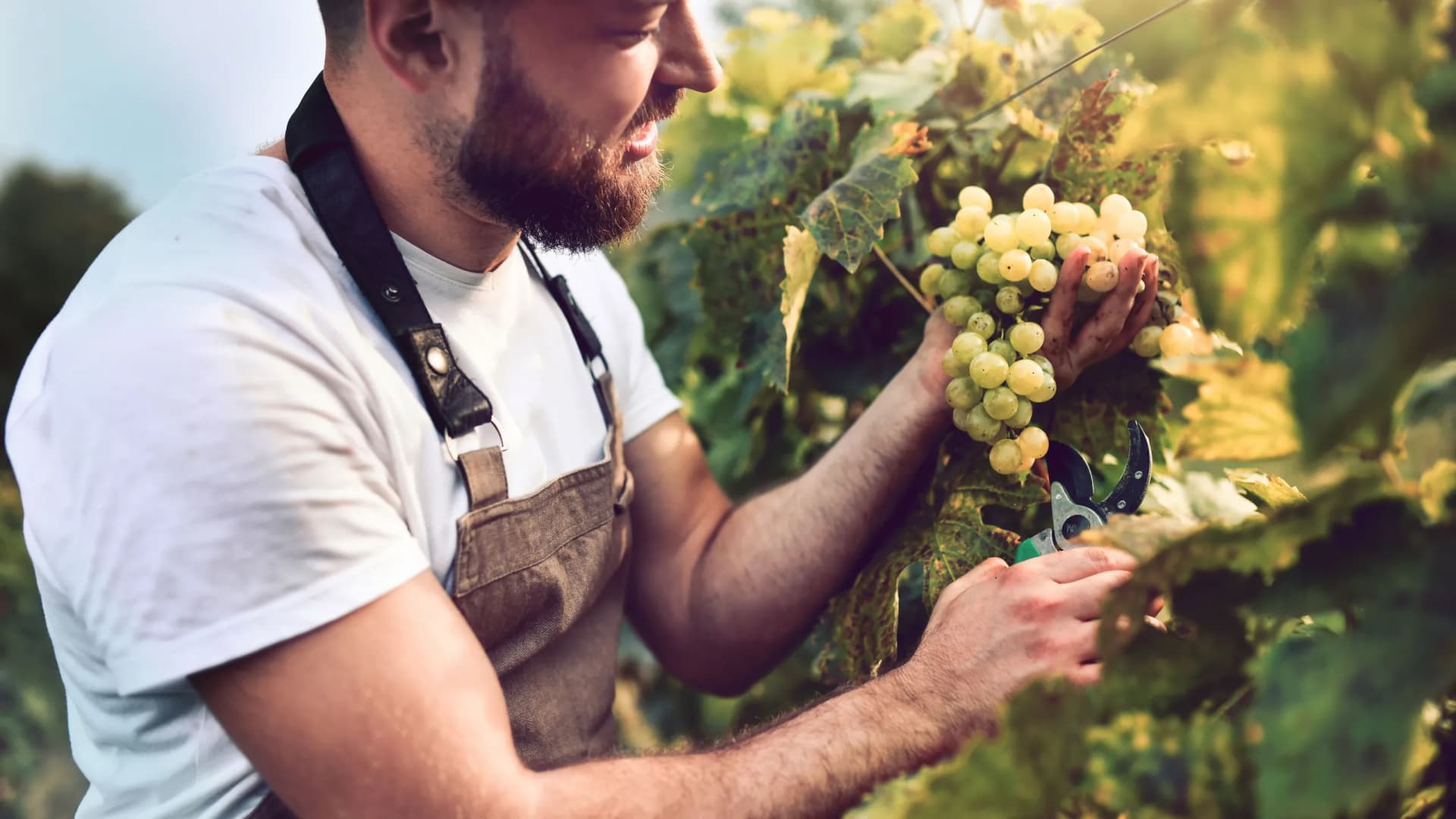 Weinbauer bei Ernte von Weintrauben 