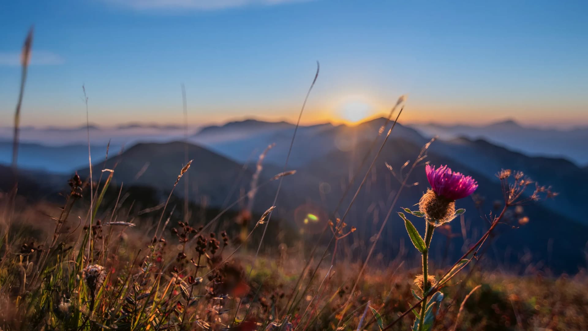 Blick auf die Kärnter Berge bei Sonnenaufgang, im linken Bereich des Bildes sieht man eine violette Blumen