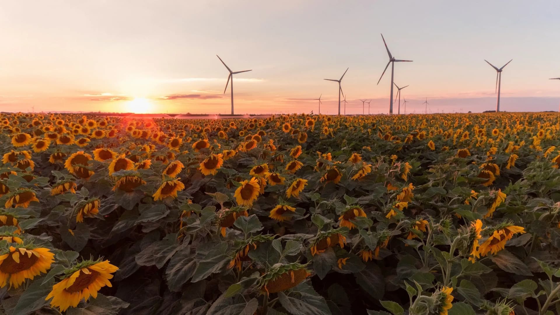 Sonnenblumenfeld mit Windrädern