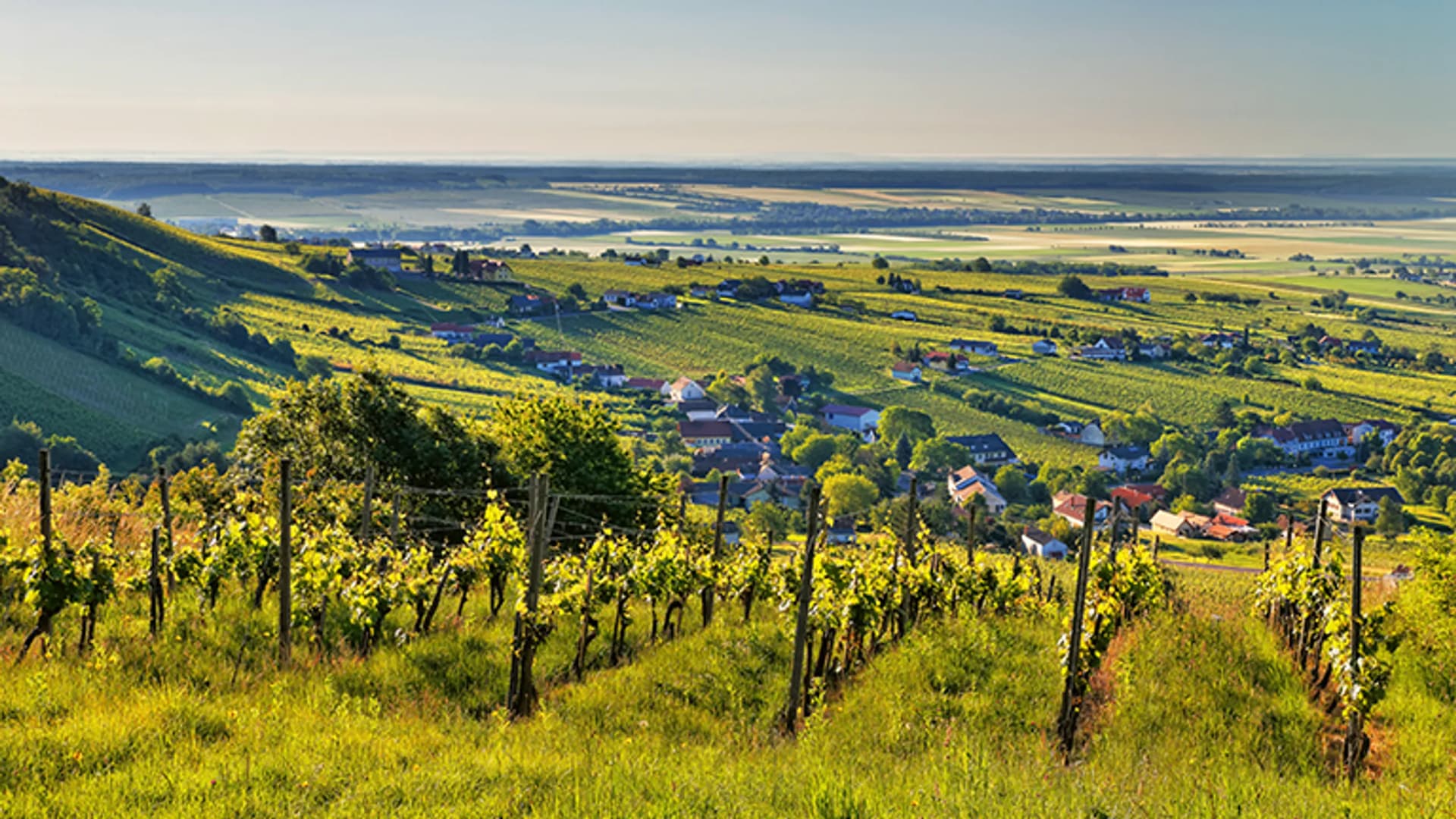 Weingärten in Grün als Symbolbild für EIB Globaldarlehen Firmenkunden