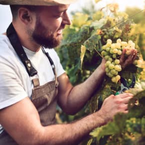 Weinbauer bei Ernte von Weintrauben 