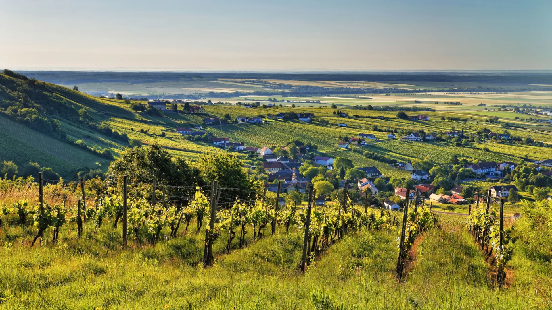 Landschaft mit Weinanbau
